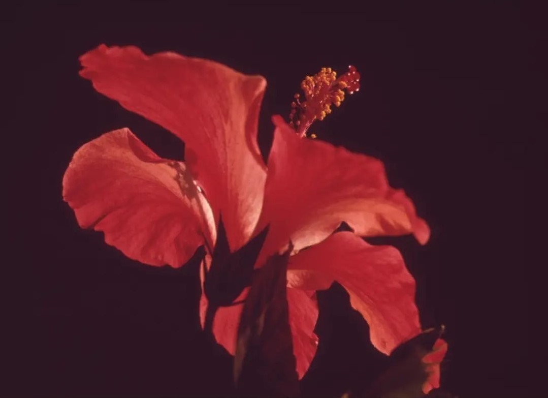 Fotografie close-up van een rode bloem.